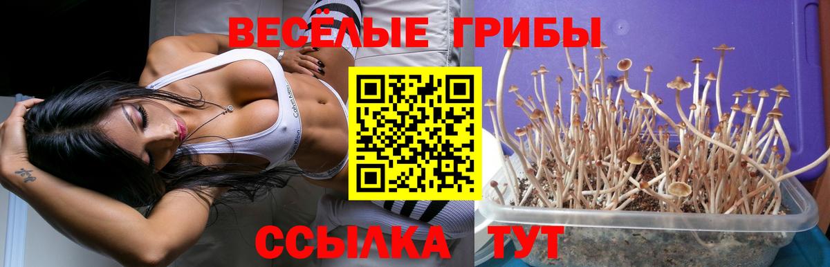 Галлюциногенные грибы Psilocybine cubensis  Вход с VPN  Псилоцибиновые грибы мухоморы  Семёнов 